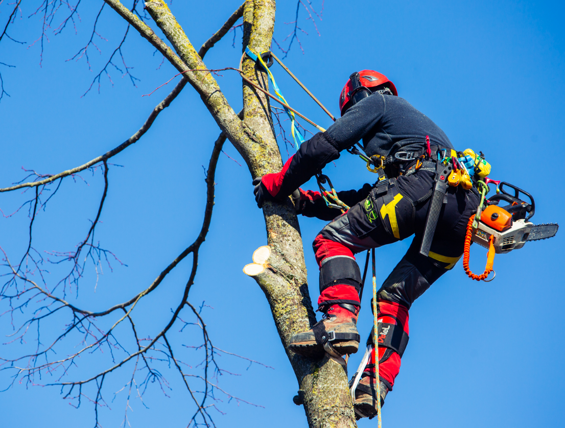 L’IPES Ath rejoint le Championnat de Belgique d’arboristes-grimpeurs à Brugelette
