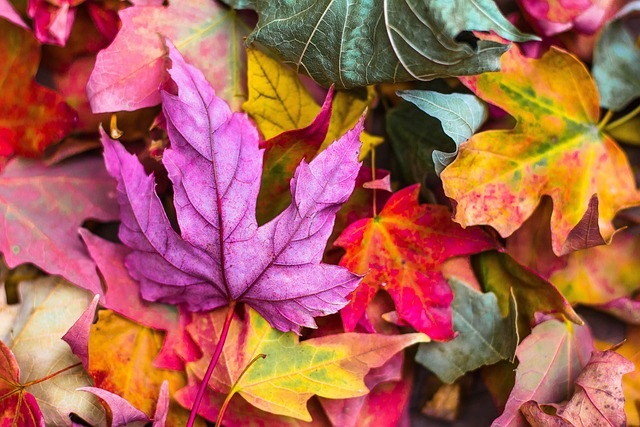 Fermeture durant les congés d'automne 2026