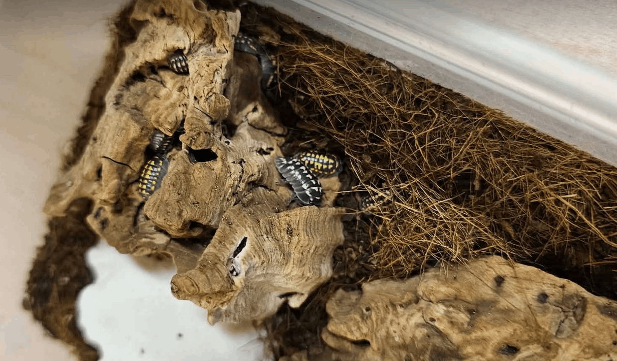Les enfants de l’école fondamentale de Morlanwelz partent à la découverte des insectes !