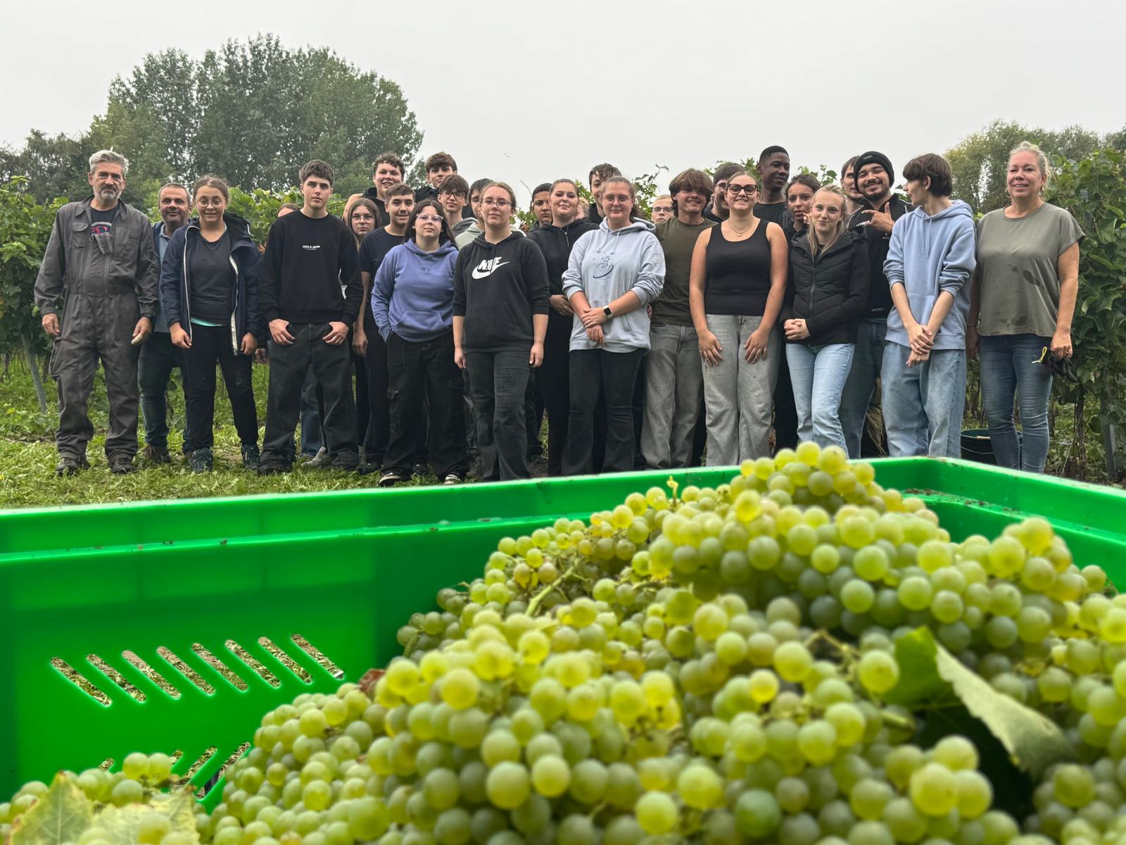 Les vendanges se poursuivent pour les élèves d’hôtellerie !