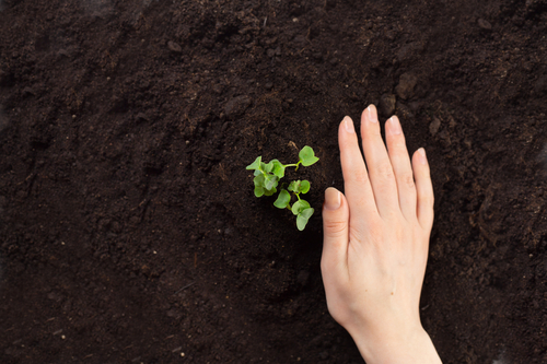 Nouveau : Bachelier de spécialisation en agroécologie