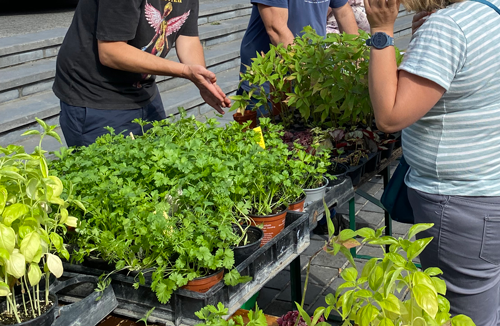 foire agricole de soignies, étale remplie de pot de plante avec des personnes qui négocient autour