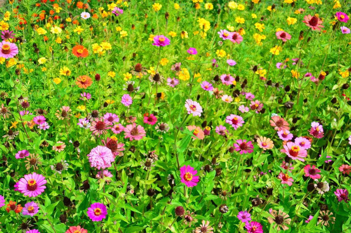 Les jardins fleuris 