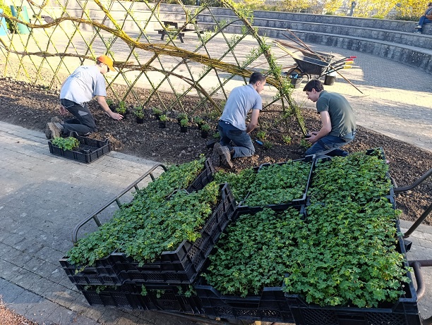 Projet PECA : un tapis de fleurs mauves pour embellir le castelet