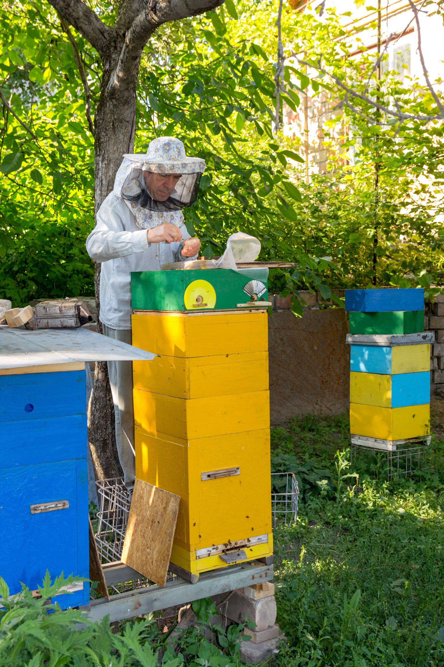 Apiculture