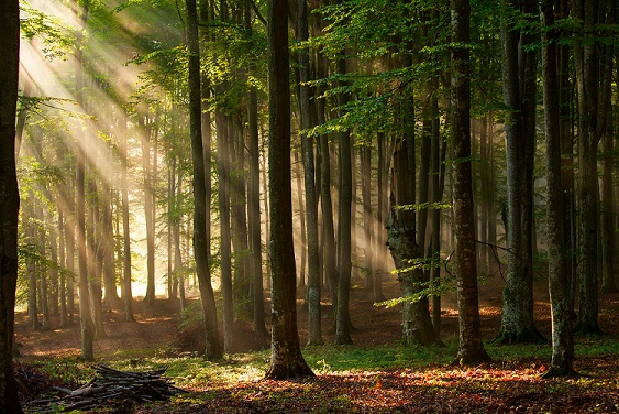 Forêt Agent Nature Forêt