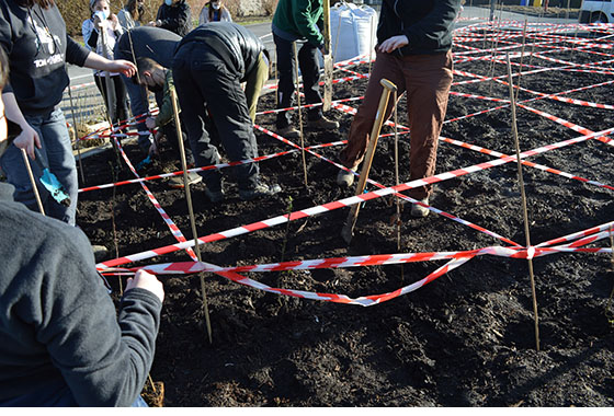 Forêt urbaine : les étapes de la plantation 