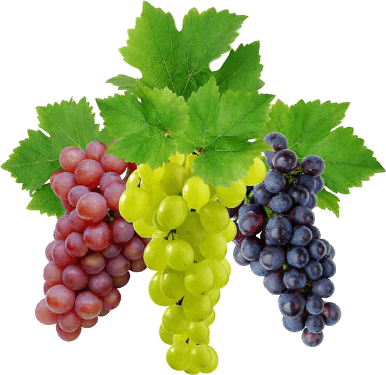 RAISIN GRAPPE