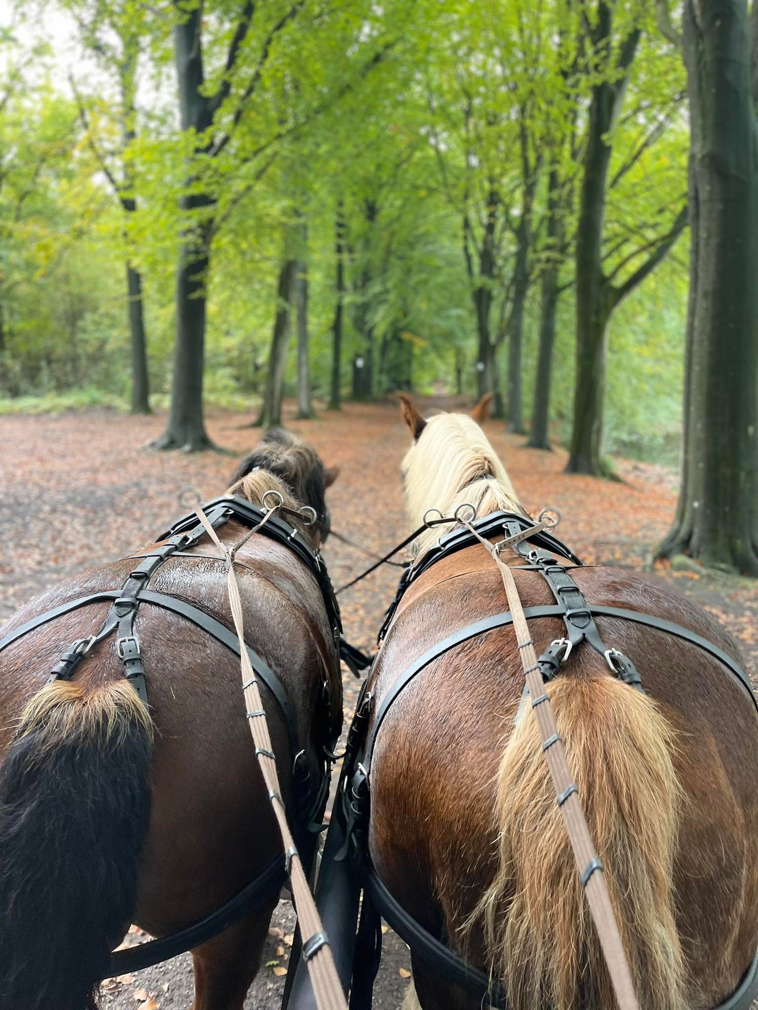 Une balade dans les bois grâce aux chevaux et aux meneurs du Centre Provincial "Les Métiers du Cheval"