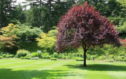 1000 arbres plantés avec l'aide des élèves de la Sama