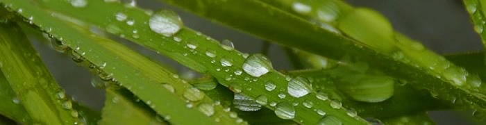 raindrops